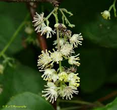 Image result for Menispermaceae