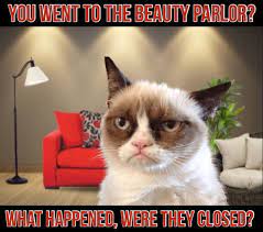 Grumpy Cat Grumpy Cat Grumpy Cat Humor Cute Animals