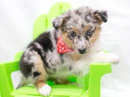 Texas heelers are a cross breed between australian cattle dog and australian shepherd. Australian Shepherd Texas Heeler Dog Male Blue Merle 2715855 Petland Wichita Ks