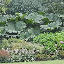 Image result for Gunnera