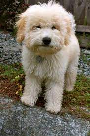 Whoodle Wheaten Terrier Poodle Mix Info Temperament Puppies Pictures Whoodle Dog Terrier Poodle Mix Whoodle Puppy