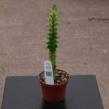 Image result for Euphorbia williamsonii