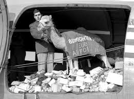 A camel train or caravan is a series of camels carrying passengers andor goods on a regular or load to prevent it from hurting the animal; Wiesbaden Kids Mob Clarence The Camel News Stripes