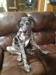 Daniff Puppy 5 Months Old We Will Have Two Great Dane English Mastiff Mix Unique Dog Breeds Popular Dog Breeds Rare Dog Breeds