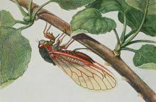 Get expert advice on periodical cicadas. Cicada Wikipedia