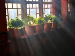 Do plants need light to grow. Why Do Plants Grow With Light How Light Affects Plants