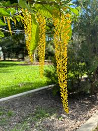 Image result for Cassia ferruginea