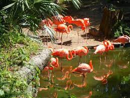 Tampa S Lowry Park Zoo Tampa Tampa Bay Area Canadian Travel