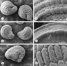 Image result for Gisekiaceae