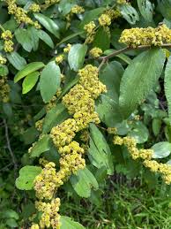 Image result for Ziziphus abyssinica