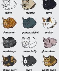 What Flavour Of Cat Loaf Do You Have From Happy Cat Cafe Cats Catloversclub Catsofinstagram Cats Of Instagram Catlo Kittens Cutest Cat Mom Kittens