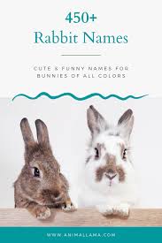 Black And White Bunny Names Boy 450 Rabbit Names Cute Funny Names For Bunnies Of All Colors Animallama In 2020 Rabbit Names Stuffed Animal Names Pet Bunny Rabbits