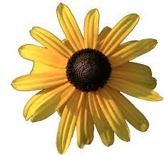 Yebbi Gongju Black Eyed Susan Transparent Flowers Eye Black