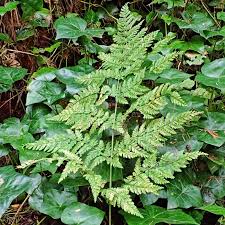 Image result for Dryopteridaceae