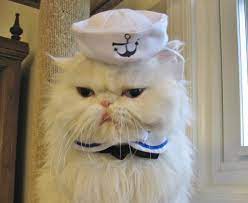 Sailor Cap Cat Cute Cats In Hats Cat Hat Cats Cute Cats