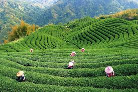 Maybe you would like to learn more about one of these? Ba Gua Tea Garden Shiding Thousand Island Lake Taipei City Living Nomads Travel Tips Guides News Information