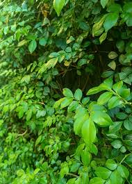 Image result for Clausena lansium