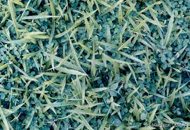 Image result for Grona afra