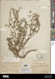 Image result for Stylosanthes fruticosa
