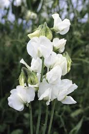 Image result for Lathyrus