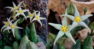 Image result for Piaranthus atrosanguineus
