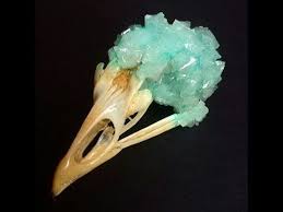 How To Grow Borax Crystals On A Skull Youtube Growing Crystals Borax Crystals Diy Crystals