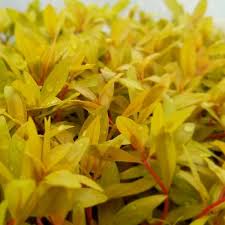 Image result for Nesaea aspera