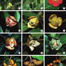 Image result for Dielsiothamnus divaricatus