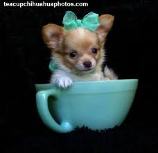 We are chihuahua breeders in arkansas. A Chihuahua In A Cup Teacup Chihuahua Puppies Chihuahua Puppies Teacup Chihuahua