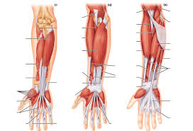 Check spelling or type a new query. 13 11 Muscles Of The Forearm And Wrist Diagram Quizlet