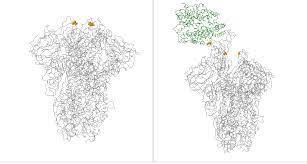 167 111 просмотров 167 тыс. A Guide To Emerging Sars Cov 2 Variants The Scientist Magazine