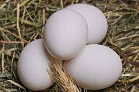 Hasil pemeriksaan laboratorium diketahui bahwa telur ayam tersebut telur asli. Banyak Yang Bingung Ini Cara Bedakan Telur Ayam Kampung Yang Asli Dan Palsu Semua Halaman Bobo