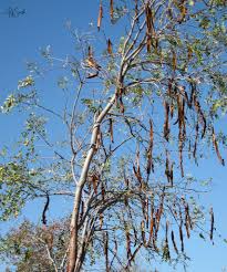 Image result for Cassia abbreviata