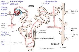 Diagrams Microscopic Forms Kidney Nephron Structure Biology Notes Loop Of Henle Anatomy