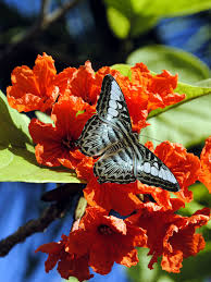 Image result for Geigeria brevifolia