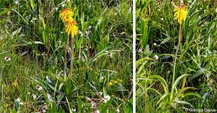 Image result for Kniphofia grantii