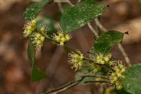 Image result for Dichapetalum madagascariense