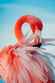Jun 14, 2021 · an ebonised oval mirror sits above the sink in the bathroom of luke edward hall's london flat and the large flamingo print complements the wallpaper. Flamingo Wallpapers Free Hd Download 500 Hq Unsplash