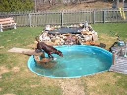 Labrador Dog Pool Pond Backyard Dog Playground Dog Friendly Backyard Dog Pool