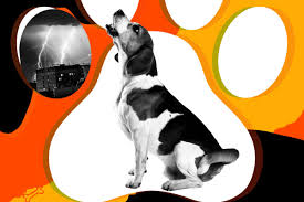 Stop any dog from barking with this revolutionary new device My Dog Barks Like Mad During Thunderstorms Pet Advice From Beast Mode