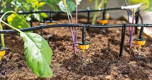 Pflanzen Im Urlaub Bewassern 8 Pfiffige Losungen Pflanzen Bewasserung Pflanzen Bewasserung