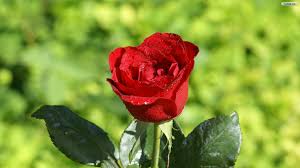 Image result for red rose images pictures