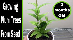 Check spelling or type a new query. How To Grow A Plum Tree From Seed Youtube