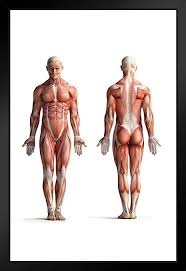 Anatomical diagram showing a front view of muscles in the human body. Amazon Com Male Human Anatomy Muscles Diagram Chart Art Print Stand Or Hang Wood Frame Display Poster Print 9x13 Posters Prints