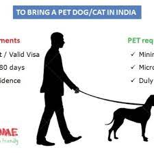 Many years of experience and tens of thousands of happy pets and owners: Modes Of Pet Transport Pawsome In