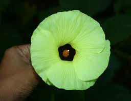 Image result for Azanza lampas