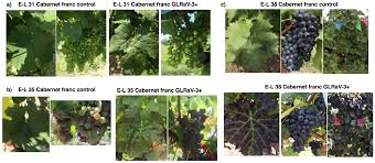 Image result for Grapevine leafroll virus