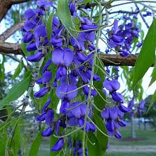 Image result for Bolusanthus