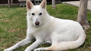 German shepherd dog puppies for sale and dogs for adoption in texas, tx. Spca Of Texas On Twitter Spotted In North Texas A Beautiful Wolf Arctic Fox No Way It S Chenoa The White German Shepherd Mix And She Needs A Furever Home More Here Https T Co Lqjmvy4plo