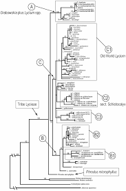 Image result for Lycium mascarenense